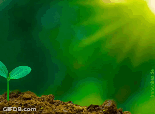 Small Plant Growing Out Of Dirt Pile Saying To GIF