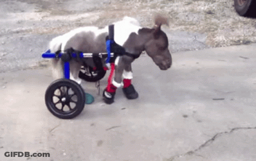 Small Pony In Wheelchair With White Shirt And Red Boots GIF