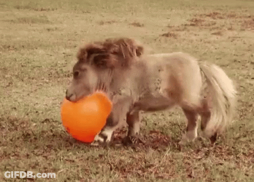 Small Pony Playing With Orange Ball GIF