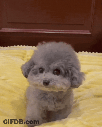 Small Poodle Laying On Yellow Blanket GIF