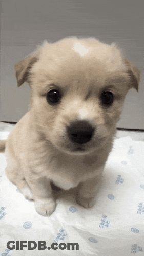Small Puppy Sitting On 3M Blanket GIF
