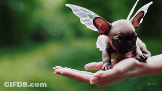 Small Puppy With Fairy Wings Held In Hand GIF