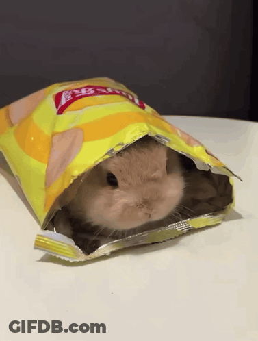 Small Rabbit Hiding In Bag Of Chips GIF