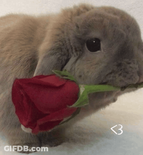 Small Rabbit Holding Red Rose GIF