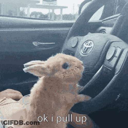 Small Rabbit In Driver Seat Saying Ok I Pull Up GIF