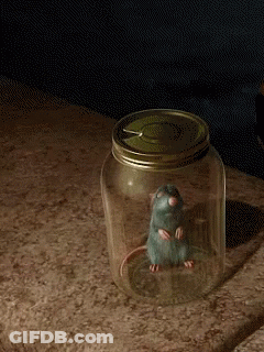 Small Rat In Jar With Green Lid GIF