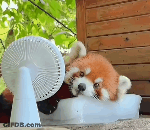Small Red Panda Playing With Fan Outside GIF