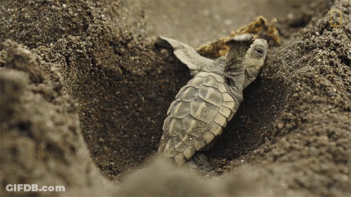 Small Sea Turtle Laying In Sand GIF