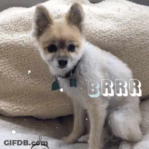 Small Shivering Dog Featuring Frozen Olaf GIF