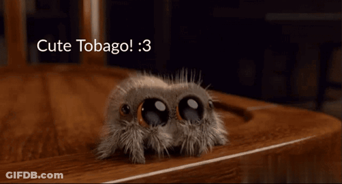 Small Spider Crawling On Wooden Table Saying Cute Tobago GIF