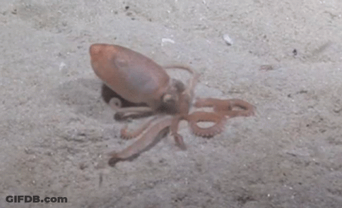 Small Squid Crawling On Sand In Water GIF