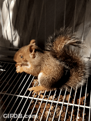 Small Squirrel Eating Nut GIF