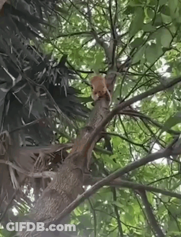Small Squirrel Sitting On Tree Branch GIF