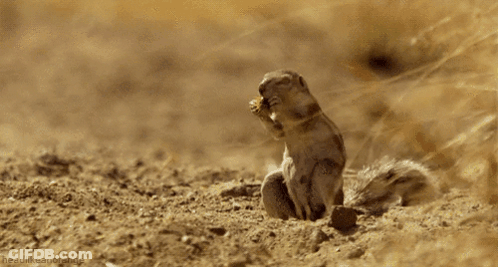 Small Squirrel Standing On Hind Legs In Dirt GIF
