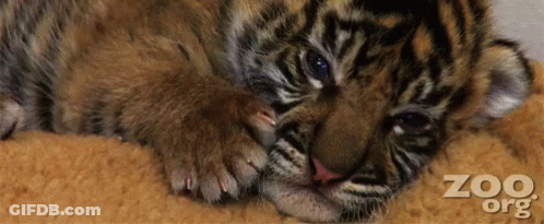 Small Tiger Cub Looking At Camera In Grass GIF
