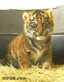 Small Tiger Cub Sitting In Grass Looking At Camera GIF