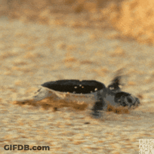 Small Turtle Baby Walking Fast GIF