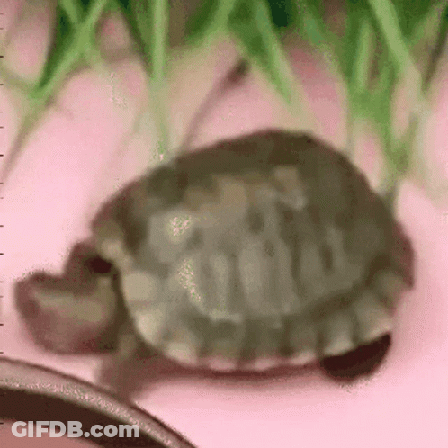 Small Turtle Crawling On Pink Surface GIF