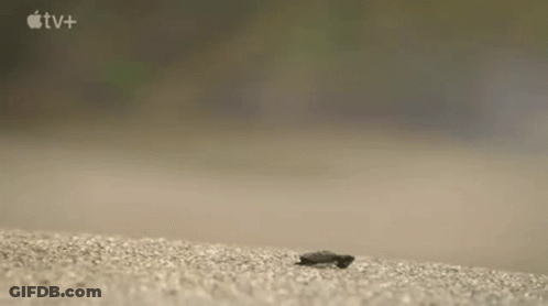 Small Turtle Crawling On Sandy Beach GIF