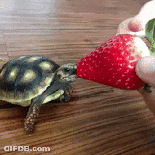 Small Turtle Eating Strawberry GIF