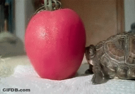 Small Turtle Next To Large Red Tomato GIF