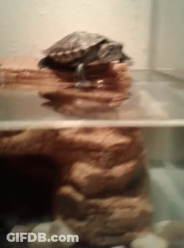 Small Turtle Swimming In Tank With Rocks GIF