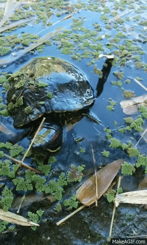Small Turtle Swimming Through Pond Leaves GIF