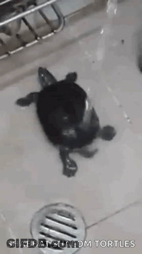 Small Turtle Swimming GIF
