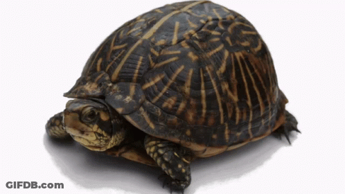 Small Turtle With Striped Shell GIF