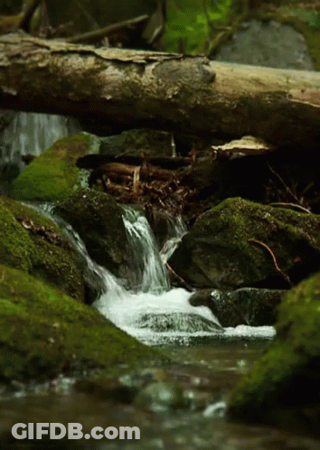 Small Waterfall Surrounded By Mossy Rocks And Log GIF