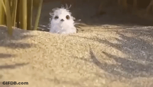 Small White Animal Sitting In Sand GIF