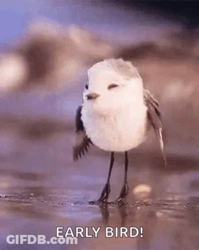 Small White Bird Saying Early Bird GIF