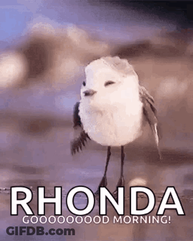 Small White Bird Standing On Rock GIF