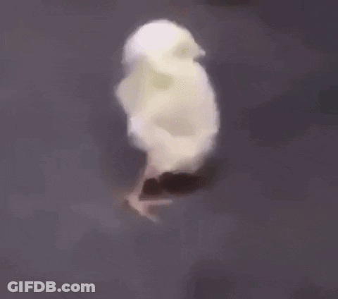 Small White Chicken Walking GIF