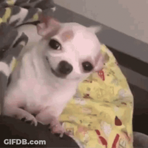 Small White Chihuahua Laying On Bed GIF