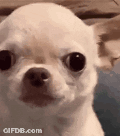 Small White Chihuahua Looking At Camera GIF