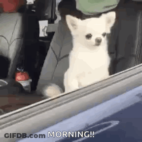 Small White Chihuahua Looking Out Back Seat Window GIF