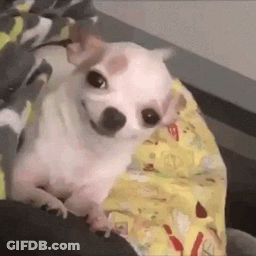 Small White Chihuahua On Bed With Yellow Blanket GIF