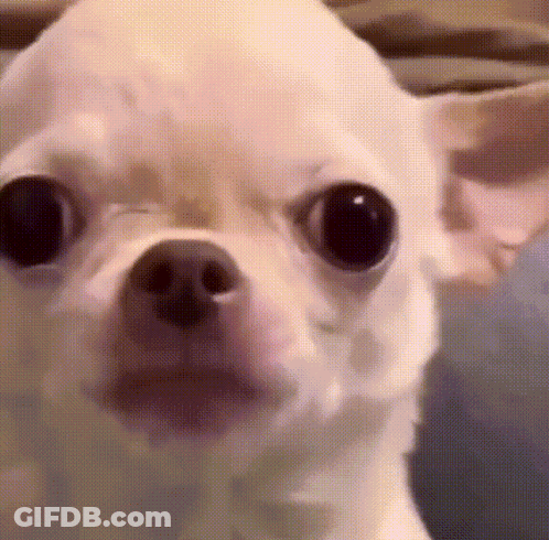Small White Chihuahua With Mouth Open GIF