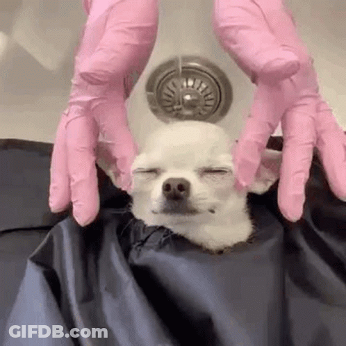 Small White Dog Bath Sink With Pink Gloves GIF