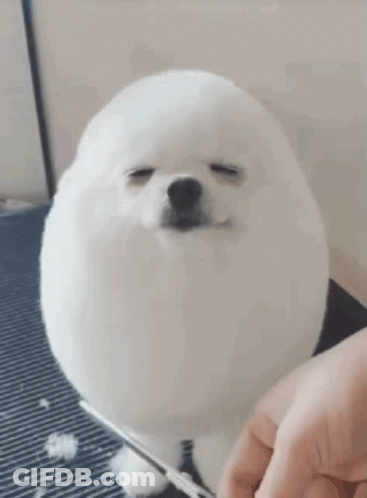 Small White Dog Being Groomed GIF