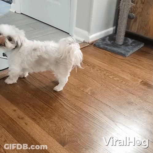 Small White Dog Beside Cat Toy GIF