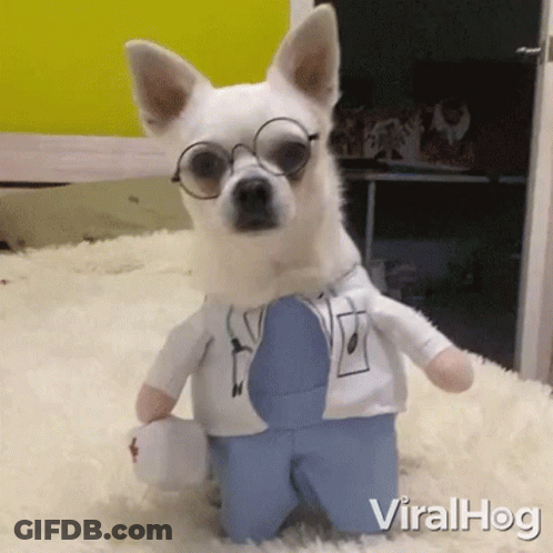 Small White Dog Dressed As Doctor GIF