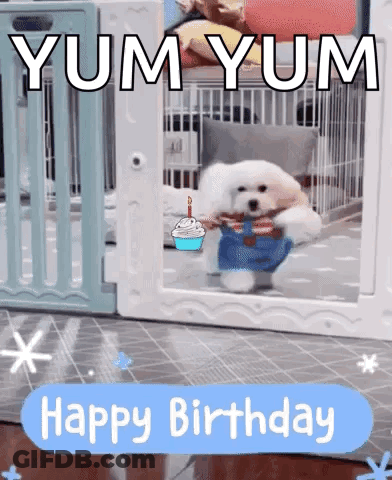 Small White Dog Holding Birthday Cake And Cupcake GIF