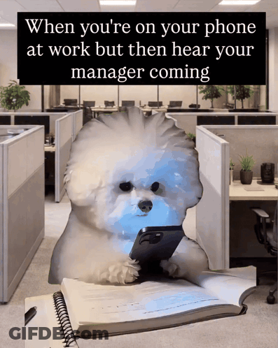 Small White Dog Holding Cell Phone In Office GIF