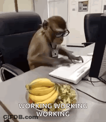 Small White Dog Holding Cell Phone In Office GIF