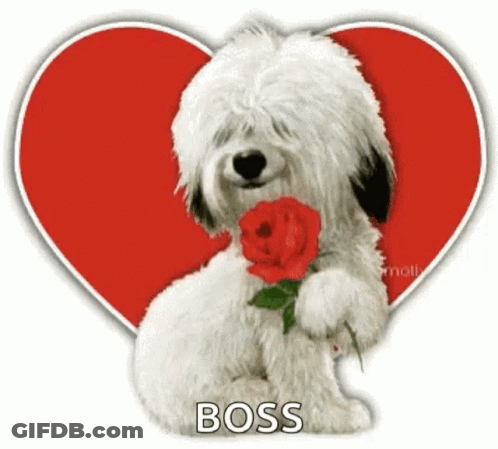 Small White Dog Holding Red Rose With Boss GIF