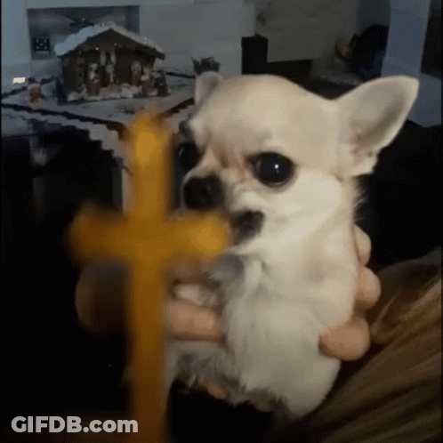 Small White Dog Holding Yellow Cross At Nativity GIF