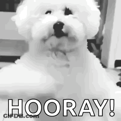 Small White Dog Hooray GIF