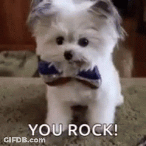 Small White Dog In Blue Bow Tie Sitting On Couch GIF